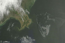 BP Oil Spill